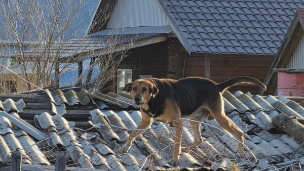 Стала известна судьба бездомных собак в Тольятти