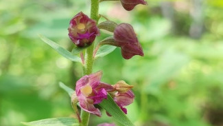 В Самарской области расцвела уникальная орхидея с запахом ванили