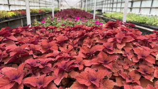 Появились кадры подготовки к массовой высадке цветов в Самаре летом 2026 года