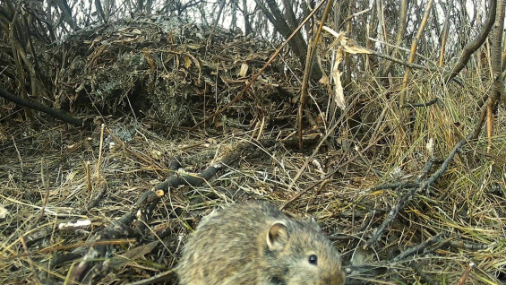 В спасенном от распашки памятнике природы под Самарой нашли зверьков из Красной книги
