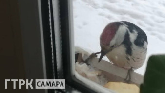 Жительница Самарской области подружилась с дятлом