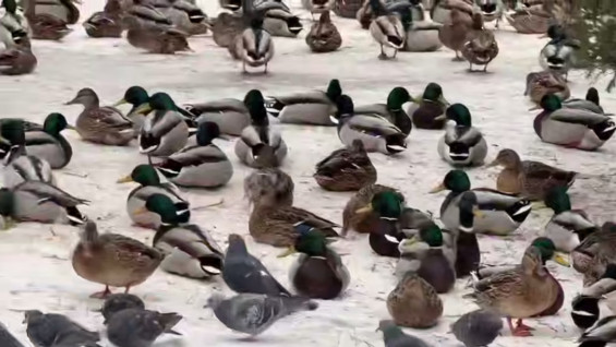 Воронежские озера в Самаре в декабре облюбовали огромные стаи уток