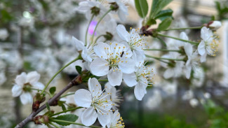 Солнце в Тельце: Раскройте свой потенциал в период с 28 апреля по 2 мая