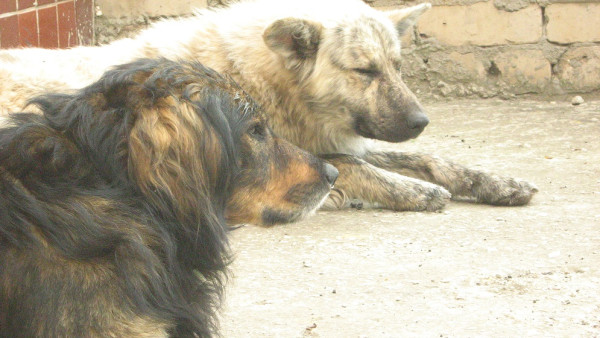 В Самаре в 2021 году не будут повторно отлавливать бродячих собак