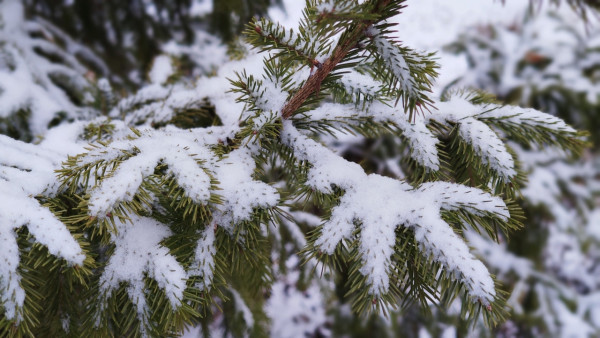 -11°C в ночь на понедельник: в Самарской области синоптики прогнозируют морозы