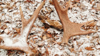 Рога больше не в моде: самарские лоси избавляются от лишнего веса