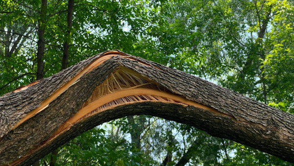 Самарцы просят спилить все тополя в городе