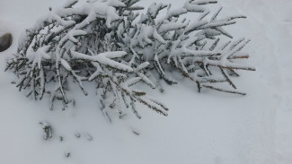В Самарской области жители начали избавляться от новогодних ёлок