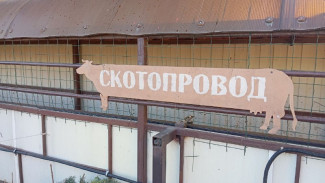 В Самарской области ввели карантин из-за лейкоза крупного рогатого скота