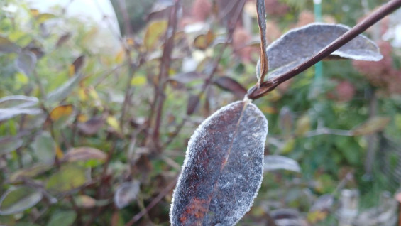 Самарскую область накроют первые морозы до -5°C и град