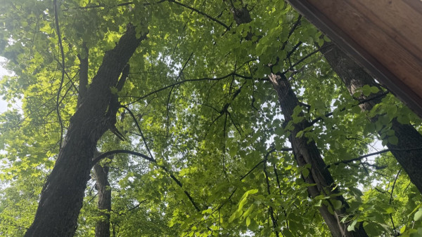 В Самарской области дерево упало на палатку с отдыхающими 12 июля