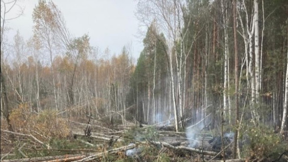 В Самарской области вторую неделю тушат пожар в заповедном бору