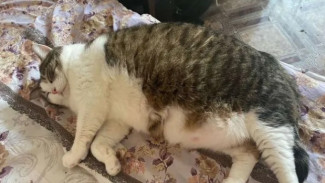 Самарцы ищут дом для кошки Бони с лишним весом