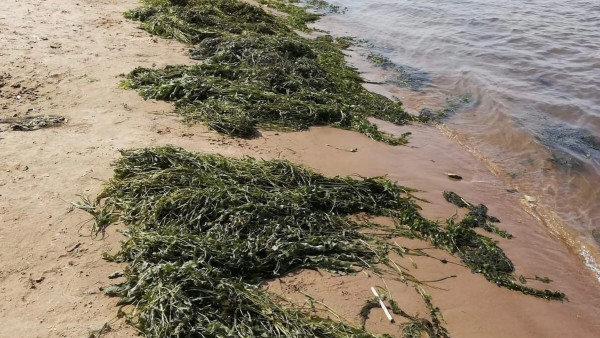 Пляж в Самарской области заполонили огромные водоросли