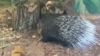 Дикобраз-альбинос из Самарской области выставлен на продажу