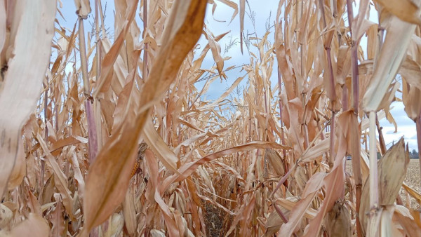 Народные приметы: 30 октября. Четыре запрета на праздник иконы Божией Матери «Избавительница»