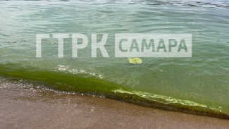 Волга сильно зацвела у берегов Самары