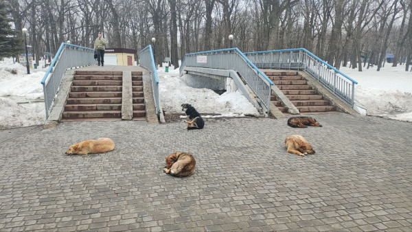 В Самарской области напали на сотрудников службы по отлову собак