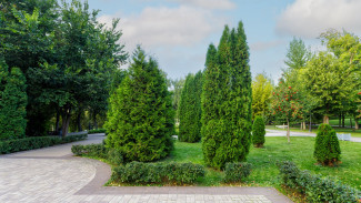 Спорный вопрос: в Струковском саду Самары провели операцию по спасению деревьев