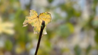 Народные приметы: 31 октября. Не делайте этого на Луков день, если не хотите запустить в дом нечистую силу