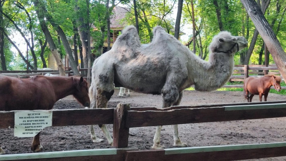 Самарцам объяснили, куда подевался верблюд в Загородном парке