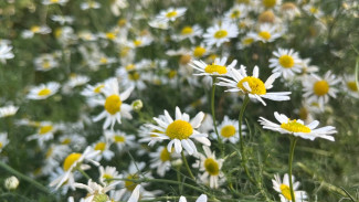 Самарскую область накроет пыльцевая буря с 8 августа  