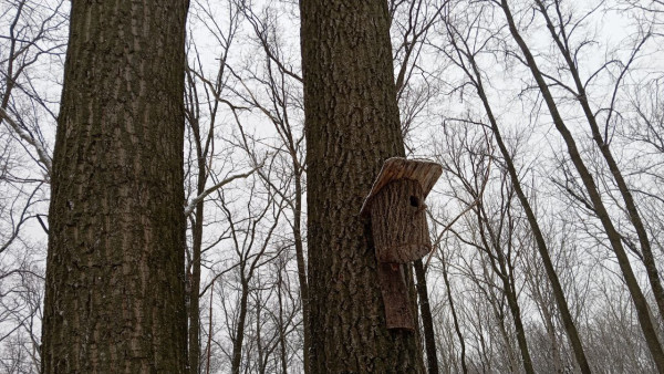 Ученые увидели первую птицу весны в Самарской Луке