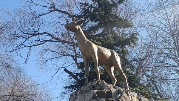 «Дикая козочка" вернулась в Струковский сад: символ Самары обновили после реставрации