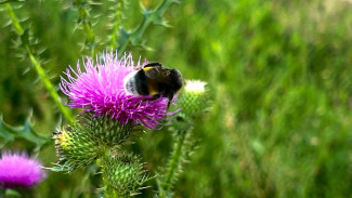 В Самаре спасатели напомнили как защититься от укусов пчел и шмелей