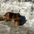 В Самарской области ребенка до крови покусала собака