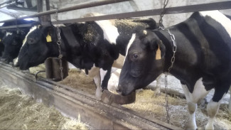 Опасное молоко: в Самарской области обнаружены больные коровы