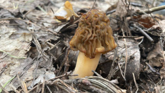 Врачи обнародовали данные о массовых отравлениях грибами в Самаре в 2024 году