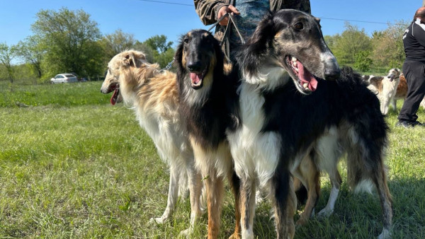В Самарской области прошла большая выставка охотничьих собак