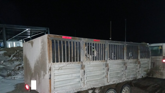 Россельхознадзор предотвратил нелегальный вывоз 12 собак за границу