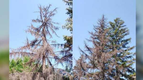 В Самаре спилят ели около здания цирка им. Попова