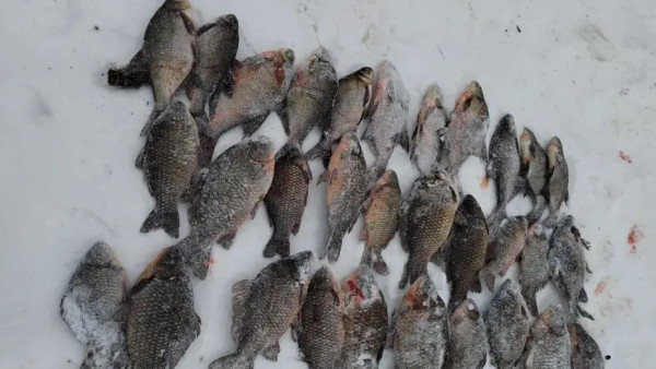 Караси, лещи и сети: в Самарской области поймали браконьера 