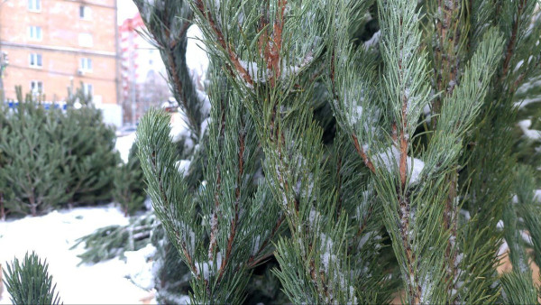 Самарские лесники провели 660 рейдов против незаконной порубки елей