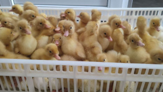 Стала известная судьба Обшаровской птицефабрики под Самарой