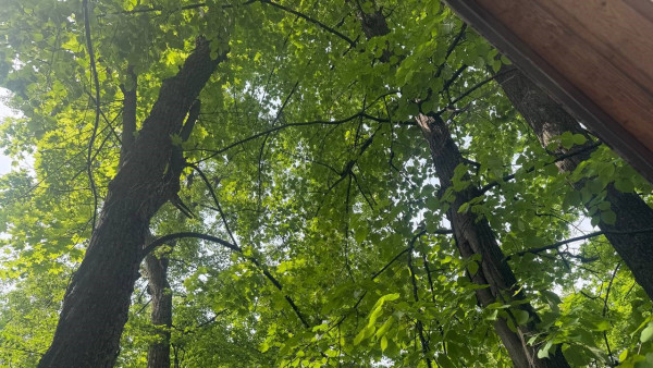 Самара потеряла 8000 гектаров леса после решения суда