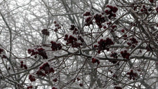 Ученые объяснили, почему Самару ждет нашествие насекомых летом 2026