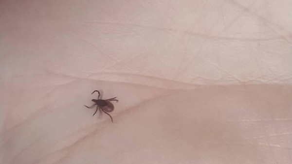 В Самарской области от укусов клещей пострадали более 3400 человек