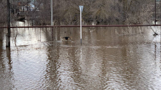 Паводок в Самарской области: что затоплено 19 апреля 2024 года