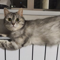 В центре Самары из-за аварии могут кратковременно остыть батареи