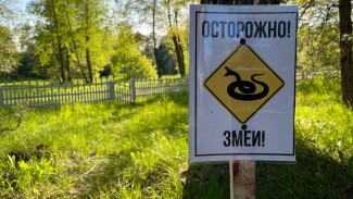 Самарские власти предупредили горожан об опасных змеях