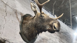 С 1 сентября в Самарской области меняется порядок выдачи охотничьего билета