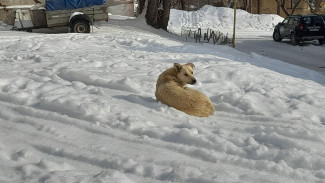 Самарские власти выплатят компенсацию ребенку, пострадавшему от нападения бродячей собаки