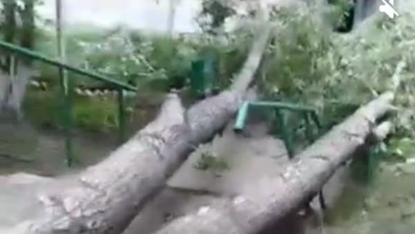 Исполинское дерево вырвало с корнем в одном из дворов в Самаре