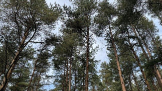  В Самарской области впервые высадили лес с тройным запасом