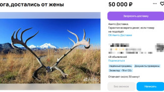 В Самаре продают доставшиеся от жены рога за 50 тысяч рублей