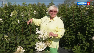 Вера Глухова рассказала об особенностях сортов гортензий 